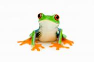 Frog Marketing